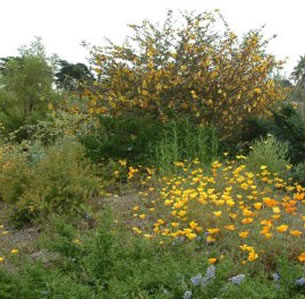 California Native Gardens